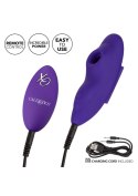 Remote Suction Panty Teaser Purple CalExotics